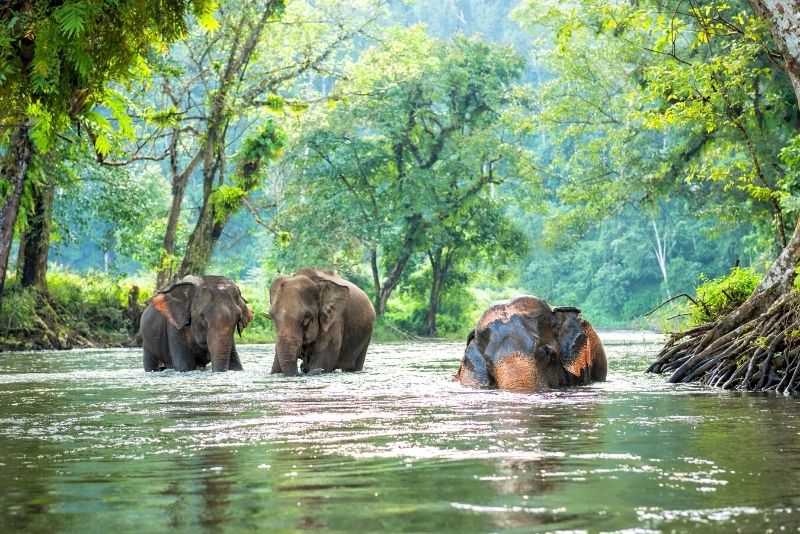 elephant sanctuary, Thailand
