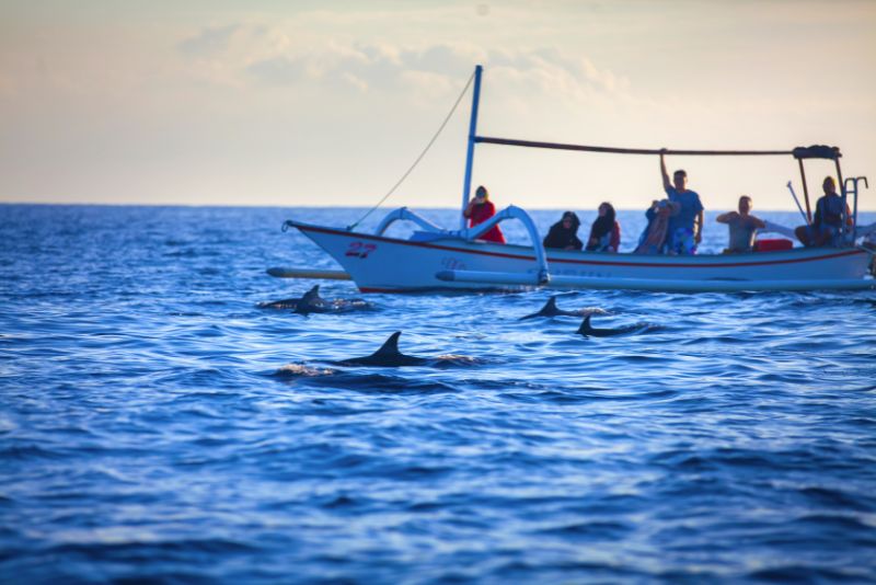 sunrise dolphin watching in Lovina, Bali