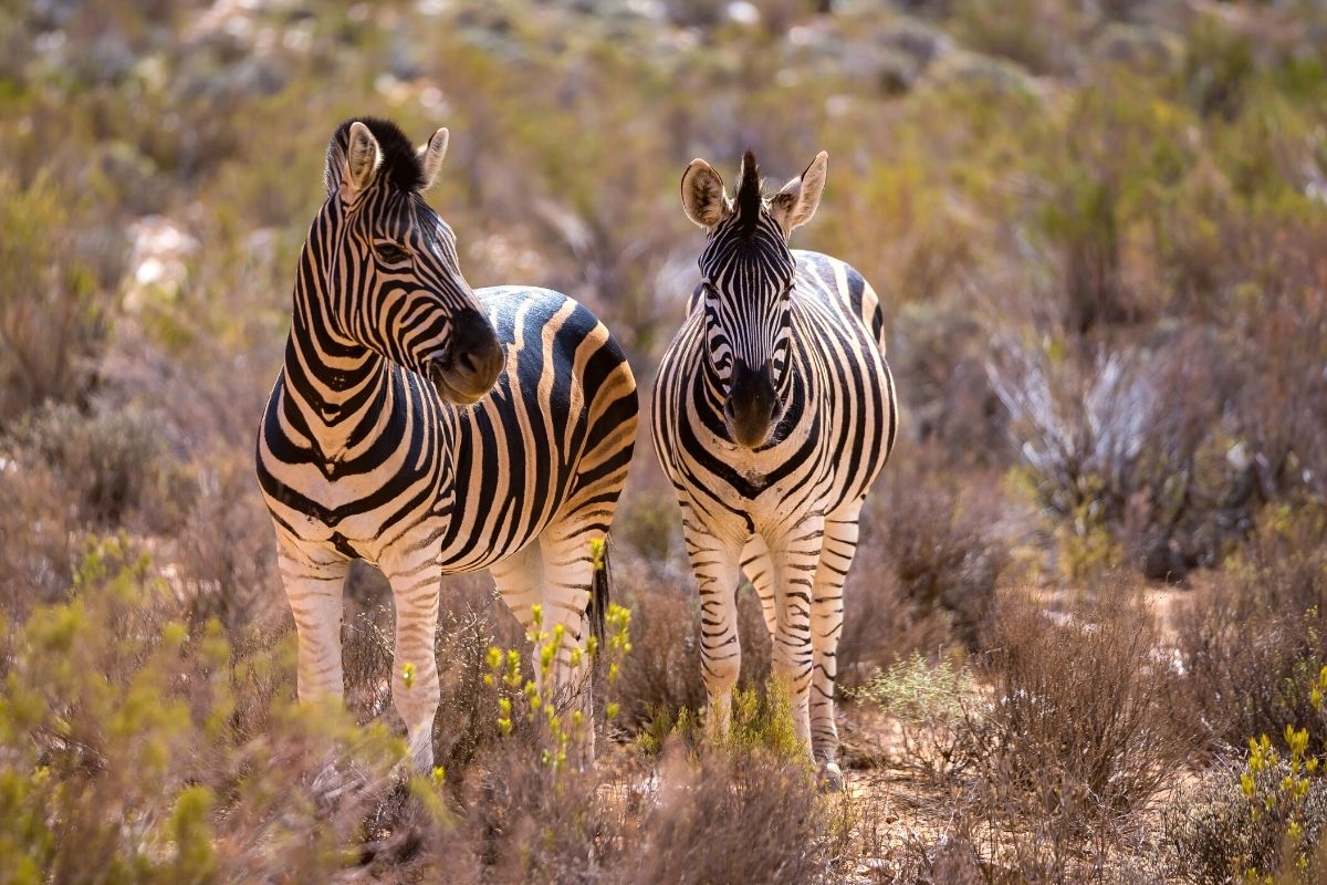 Aquila Reserve, South Africa