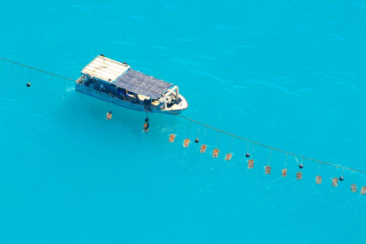 Autore Pearl Farm , Lombok