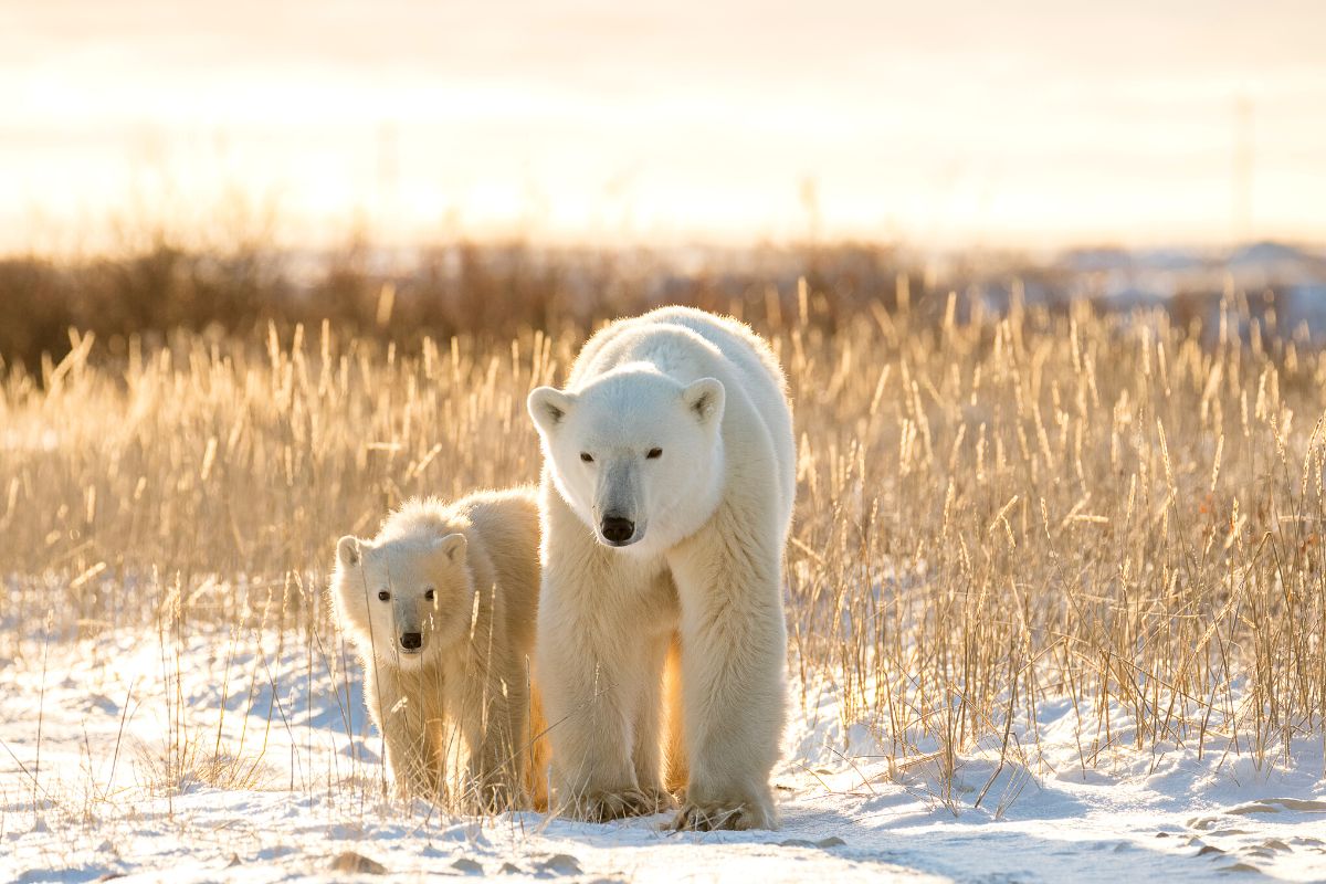 Churchill, Canada