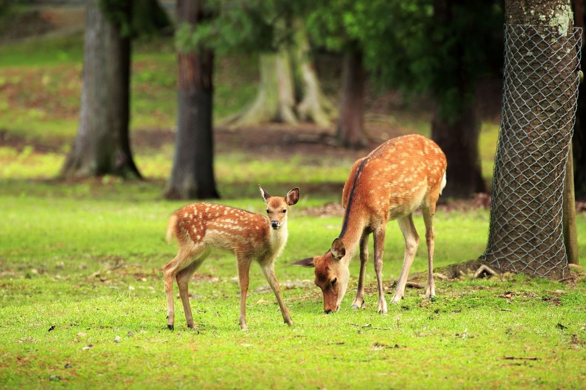 Deer Park, Delhi