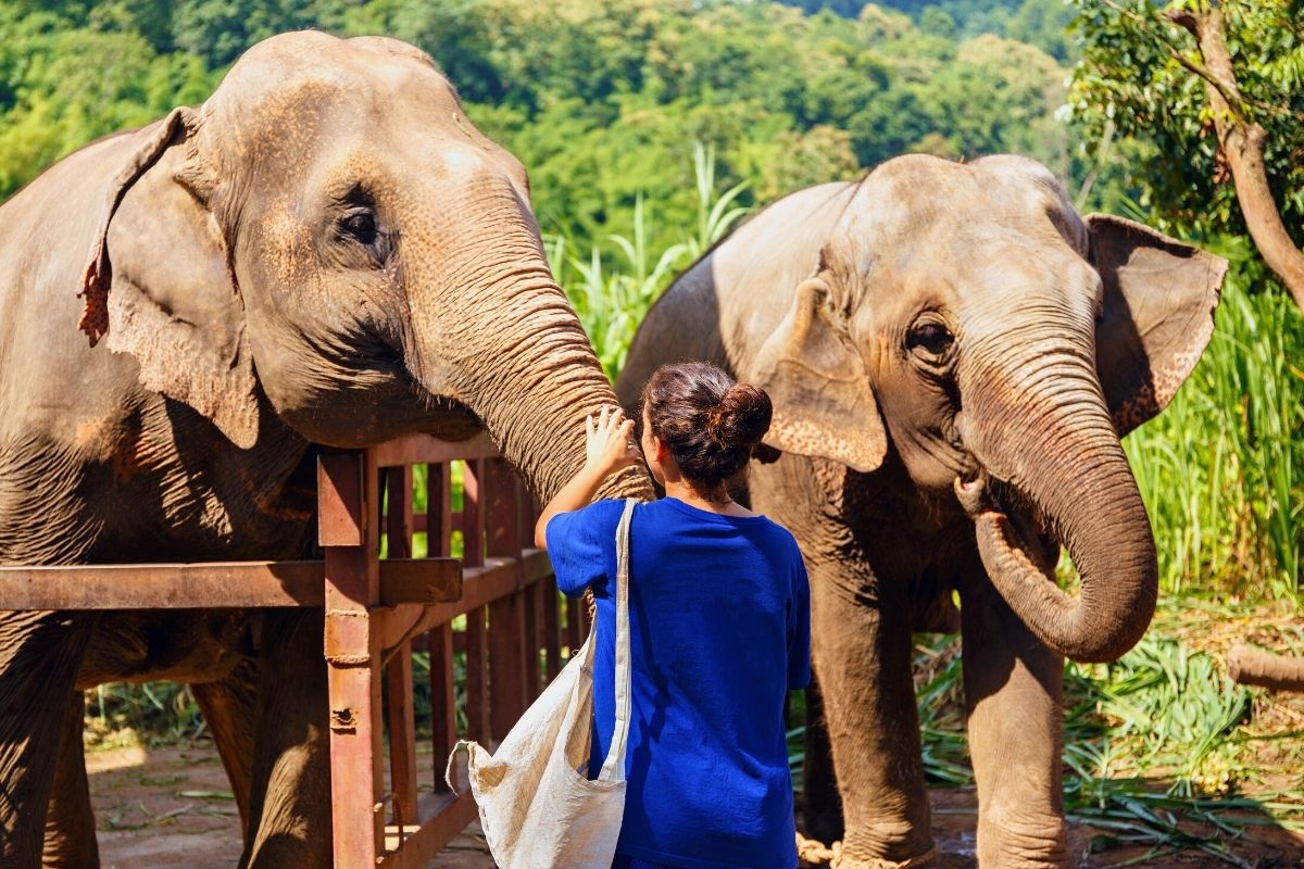 Elephant Sanctuary day trips from Koh Samui