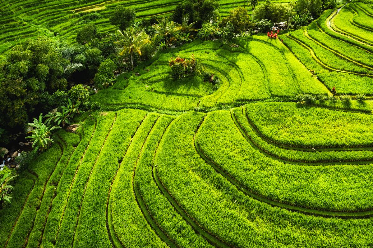 Jatiluwih Rice Terraces, Bali