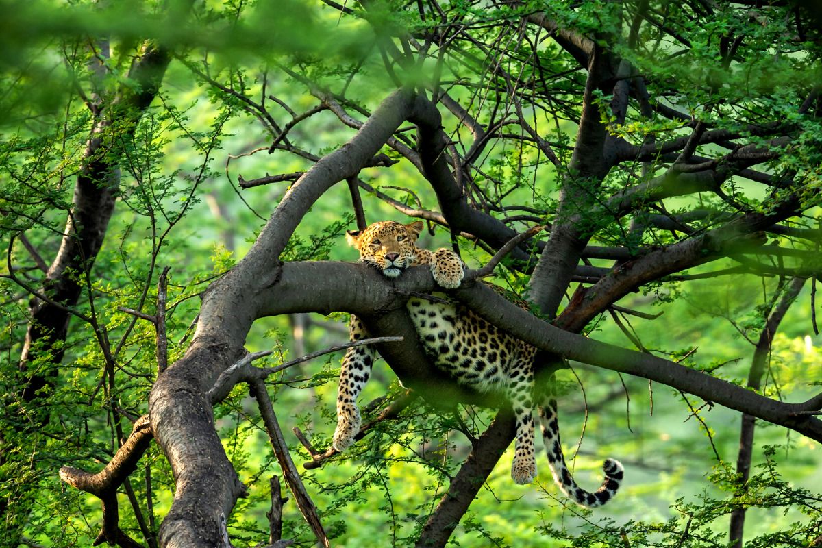 Jhalana Leopard Reserve, Rajasthan