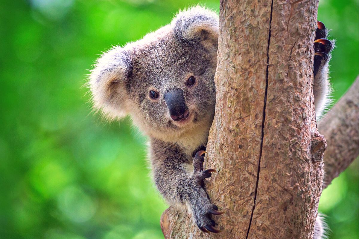 Koala Park Sanctuary Sydney, Australia