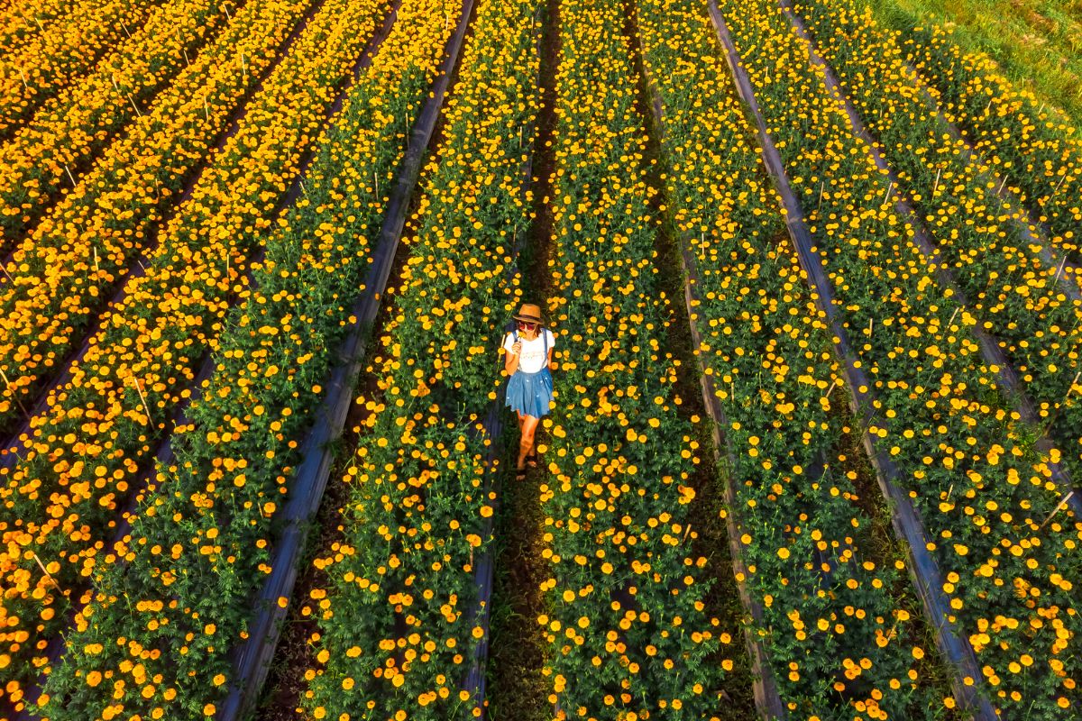 Marigold Fields, Bali