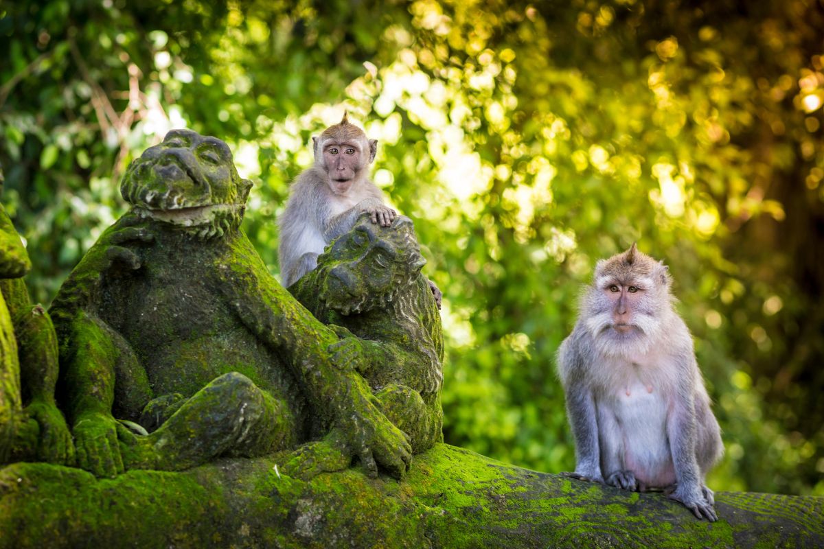 Monkey Forest Ubud, Bali