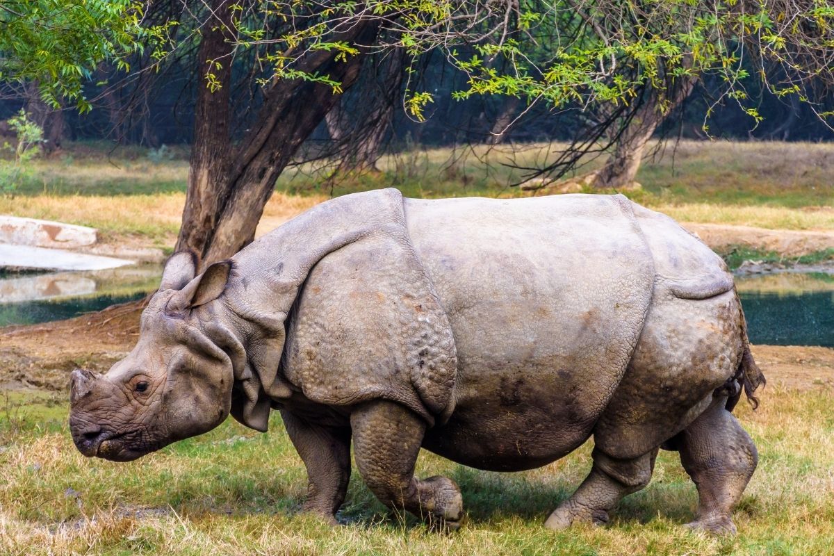 National Zoological Park, Delhi