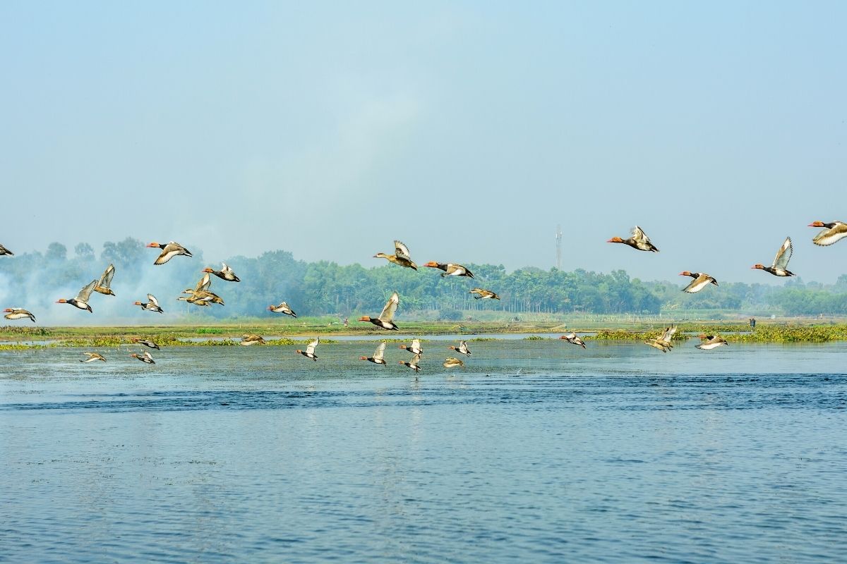 Okhla Bird Sanctuary, Delhi