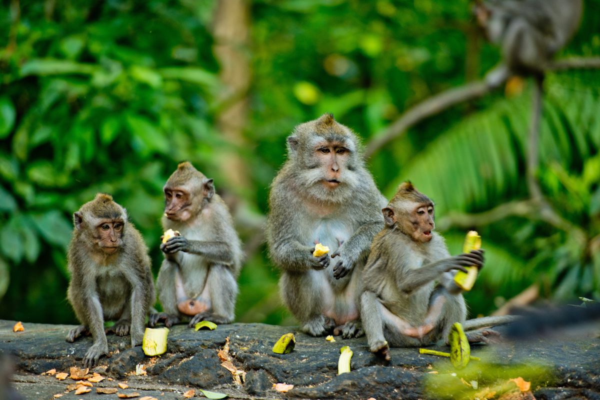 Pusuk Monkey Forest, Lombok