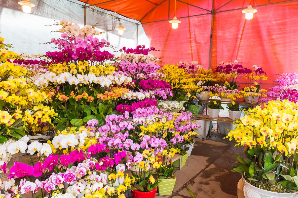 Quảng Bá Flower Market, Hanoi