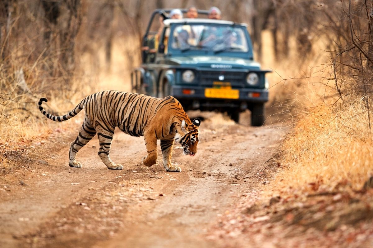 Ranthambore National Park, India