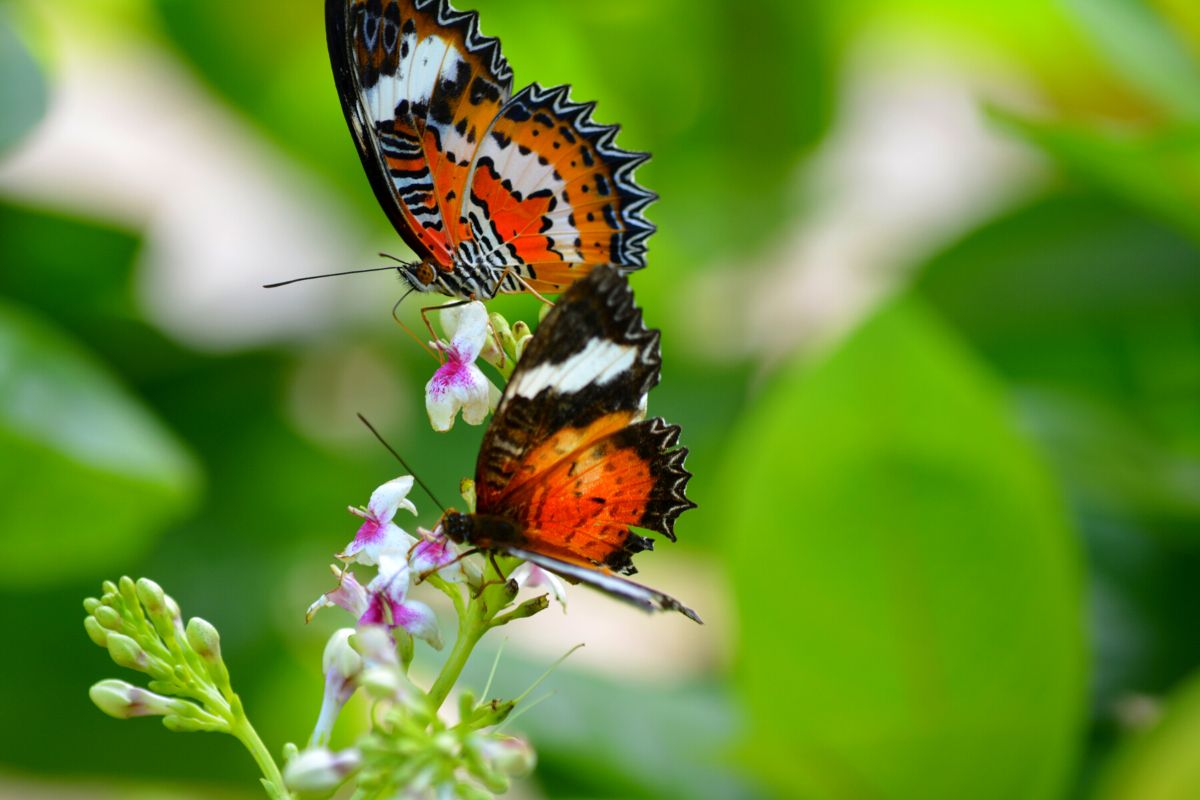 Tabanan Butterfly Park, Bali