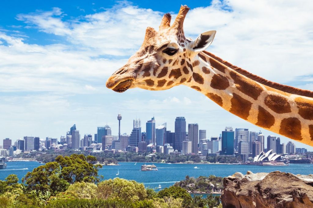 sydney australia safari tours