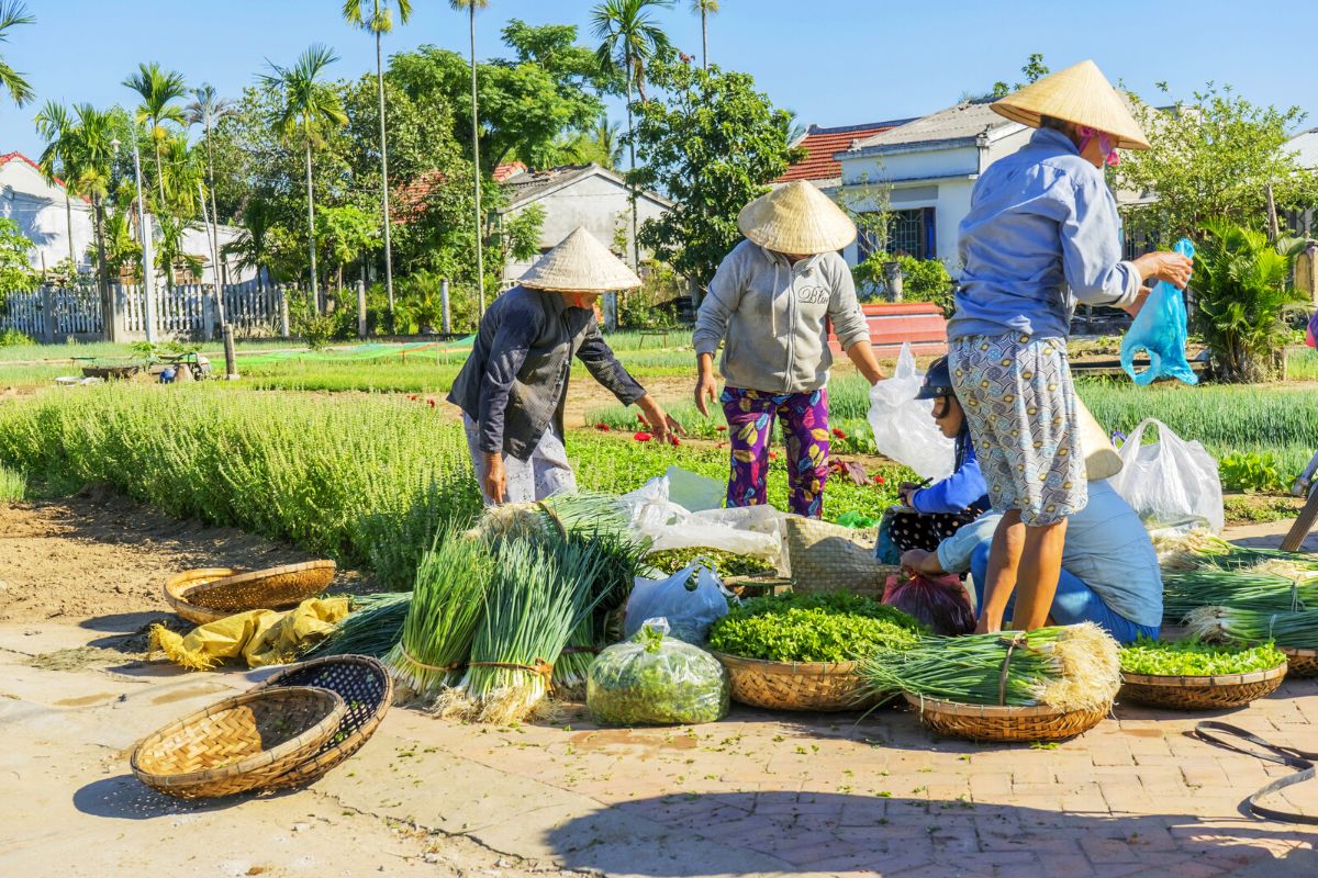 Tra Que Vegetable Village, Hoi An