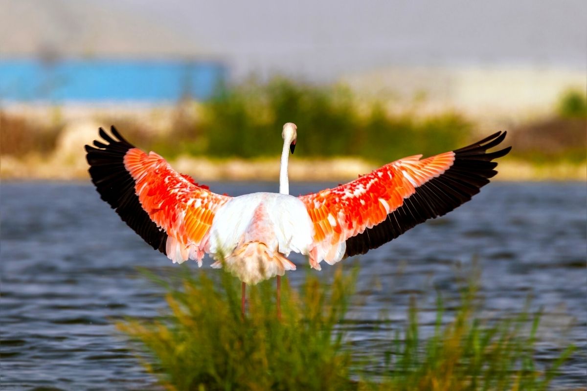 birdwatching at Al Karaana Lagoon, Qatar