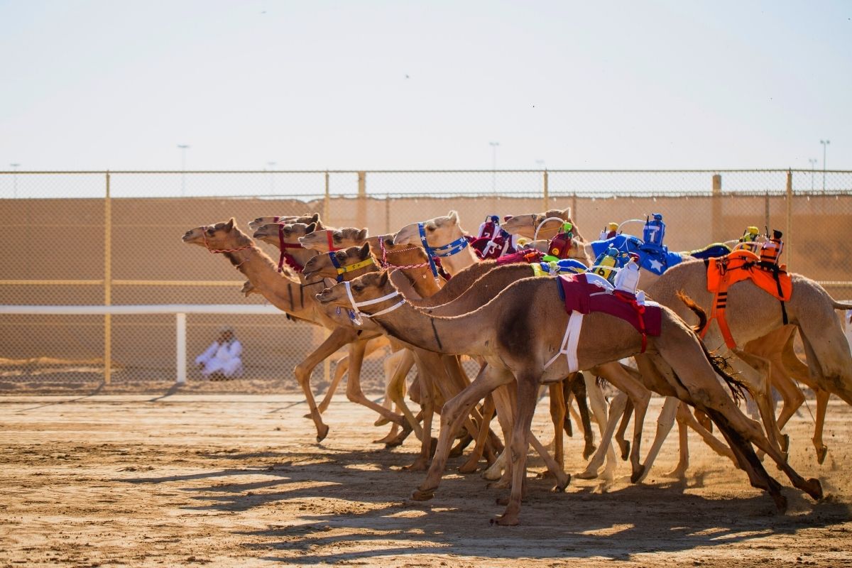 camel racing in Doha