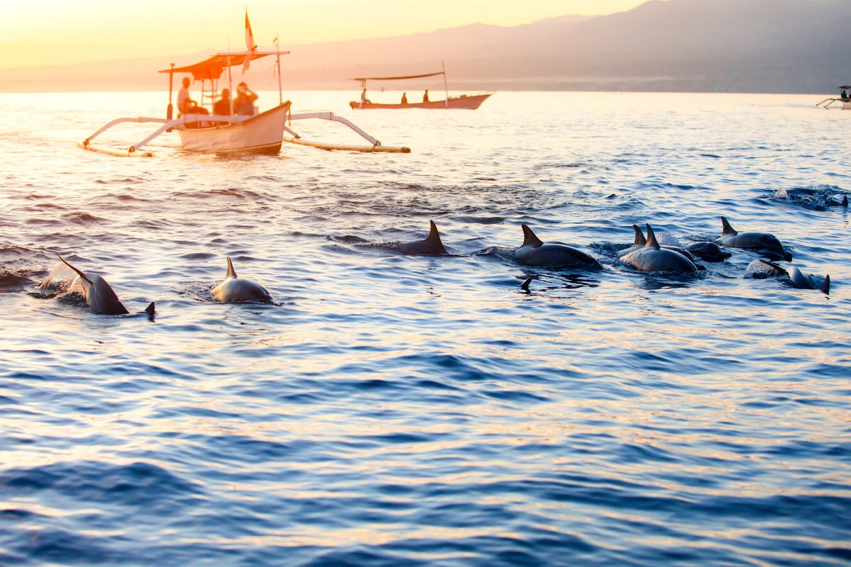 dolphin watching in Lovina, Bali