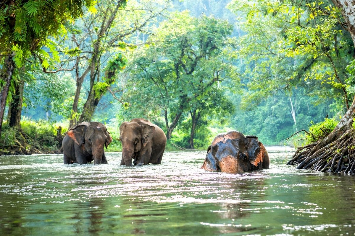 elephant sanctuaries in Thailand