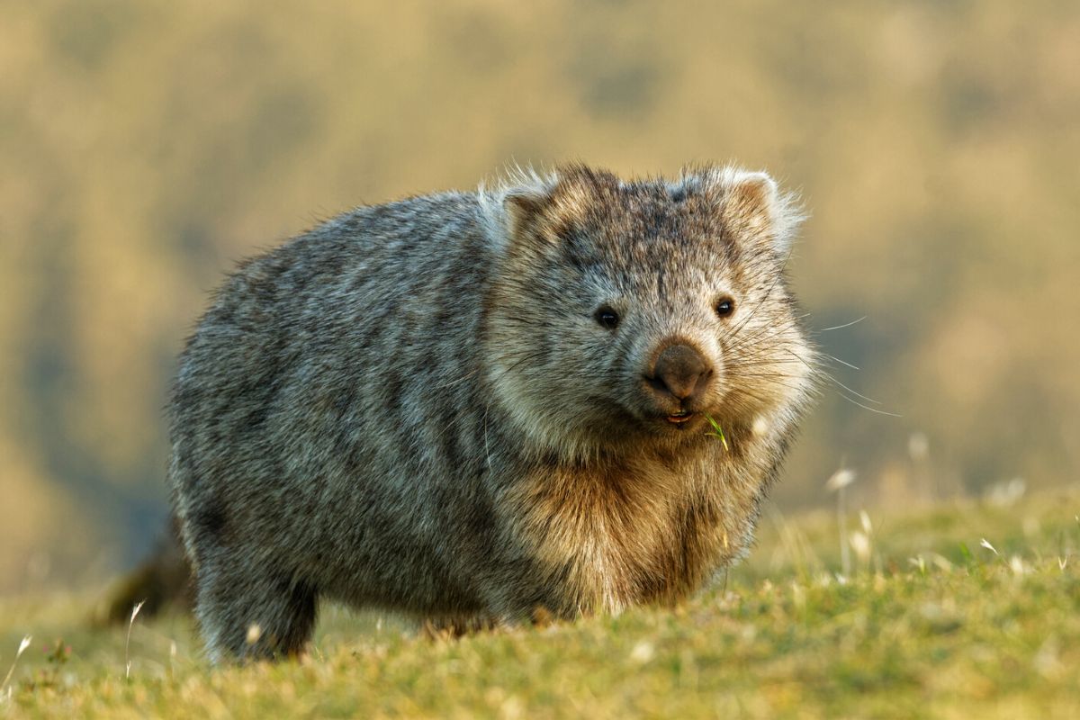 wombat tours from Sydney