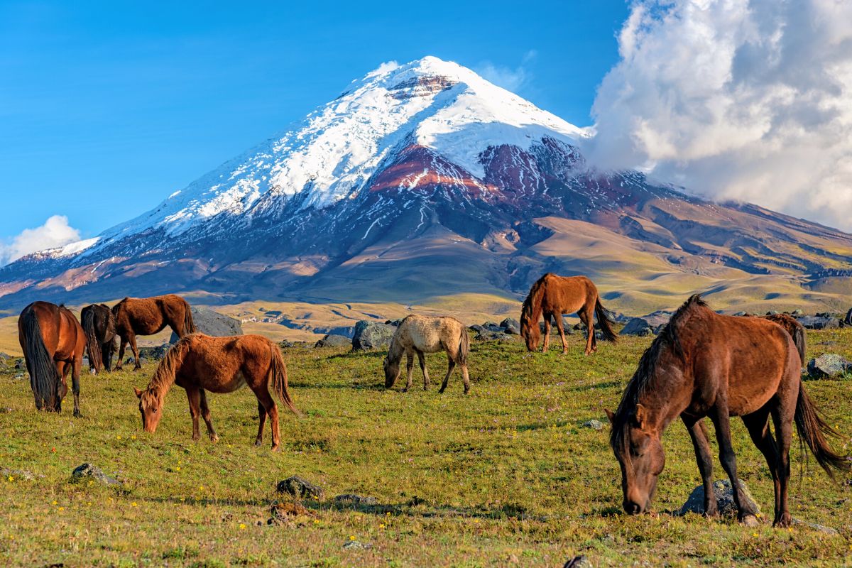 Cotopaxi National Park tours from Quito
