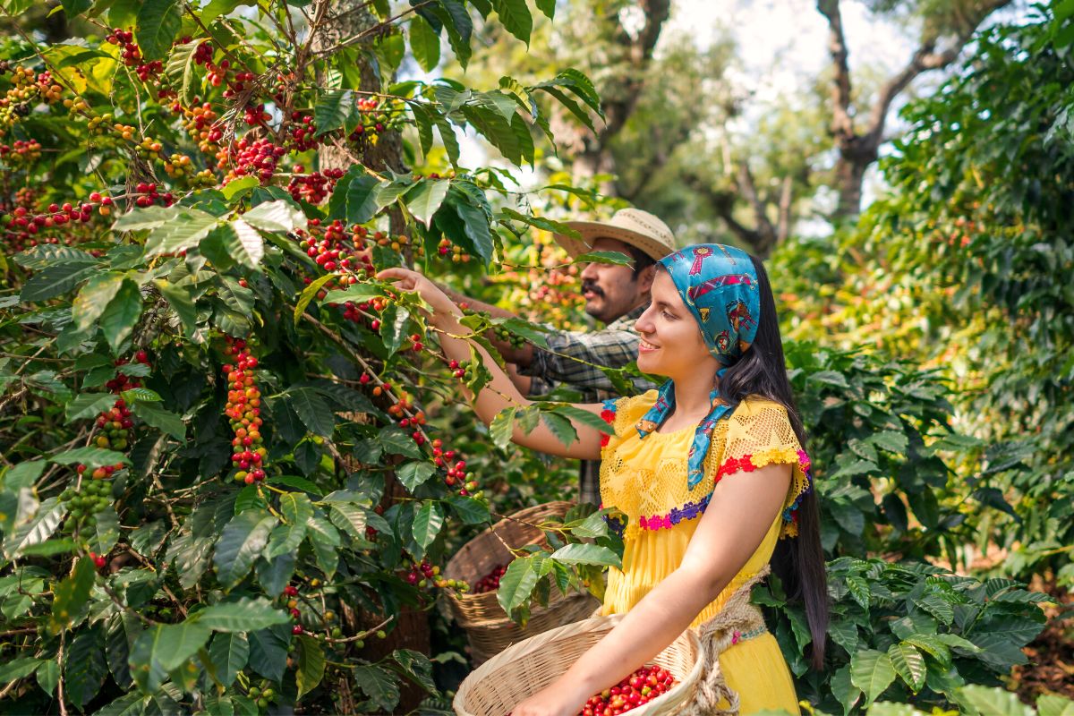 Doka Coffee plantation, Costa Rica