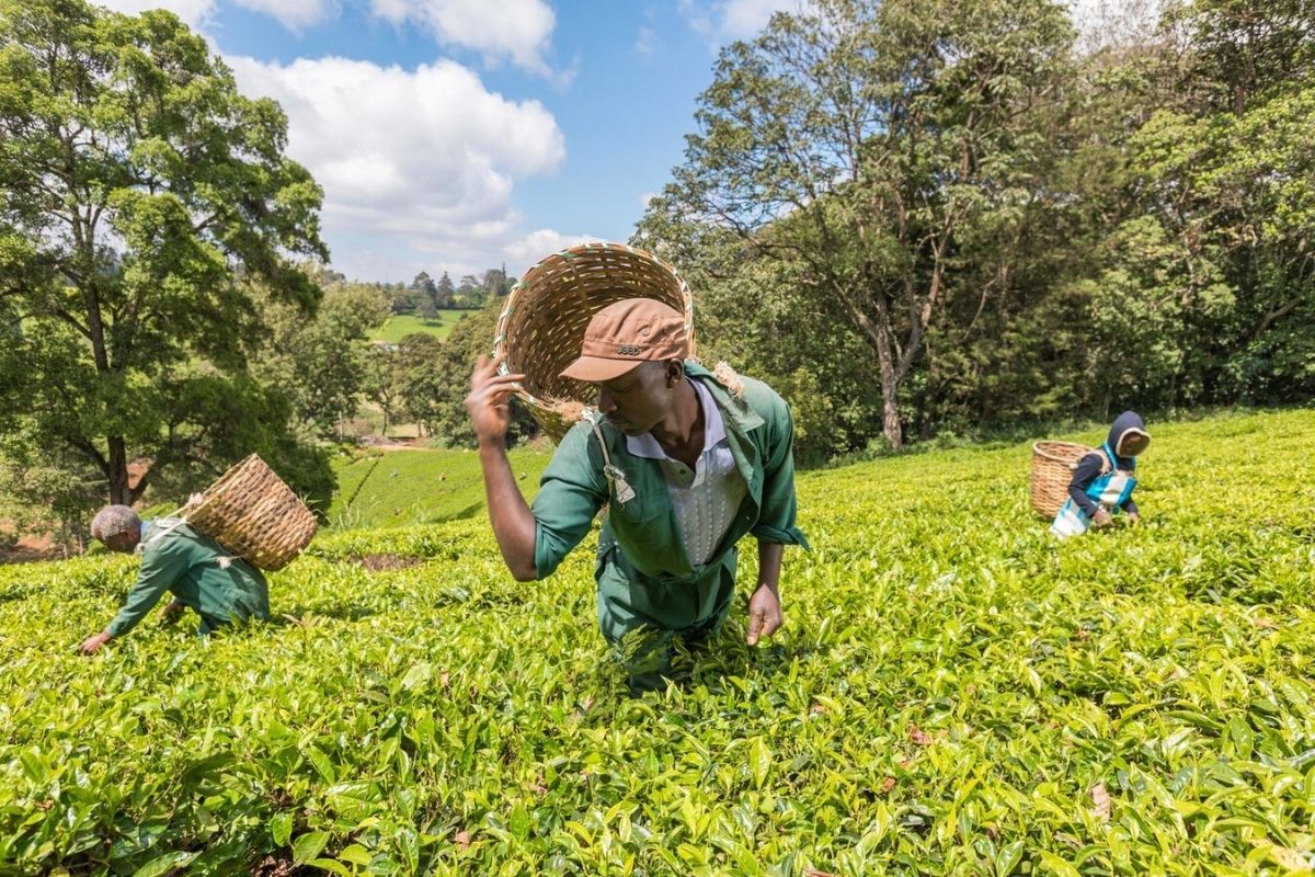 Kiambethu Tea Farm, Kenya