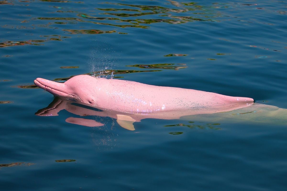 Pink Dolphin watching in Hong Kong
