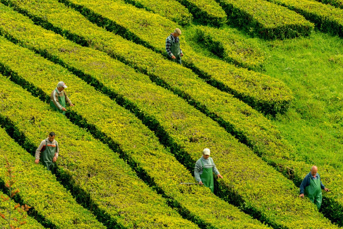 tea plantations in São Miguel, Azores