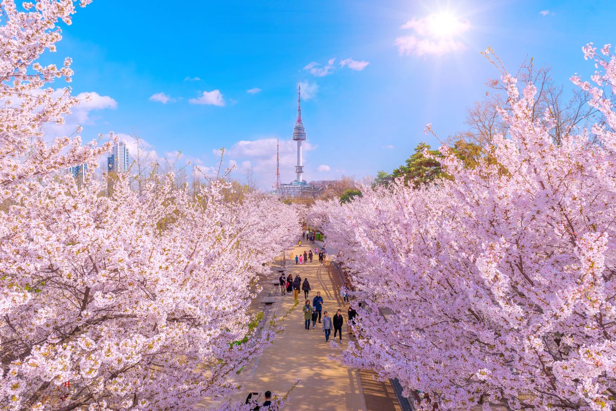 Cherry Blossom, Seoul