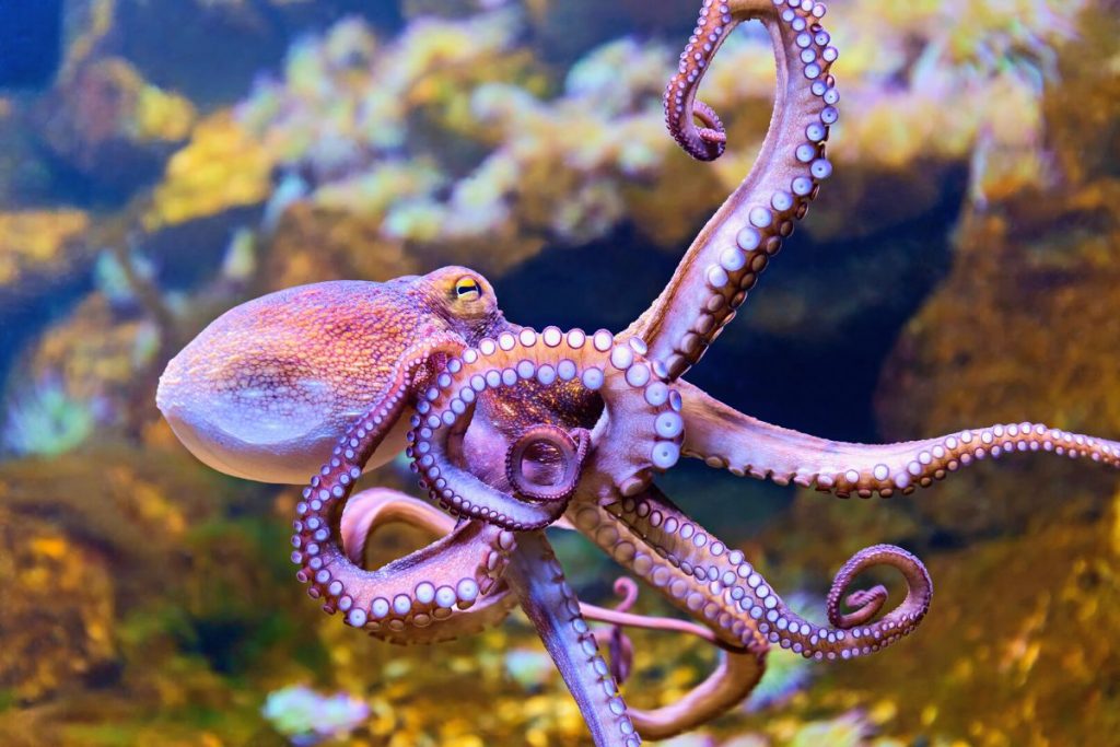 octopus tour kona hawaii