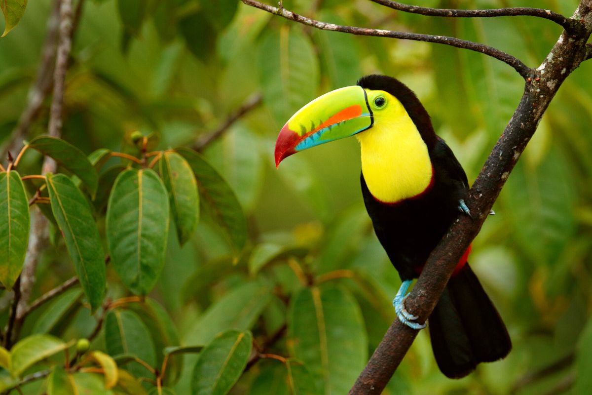 National Aviary of Colombia, Cartagena