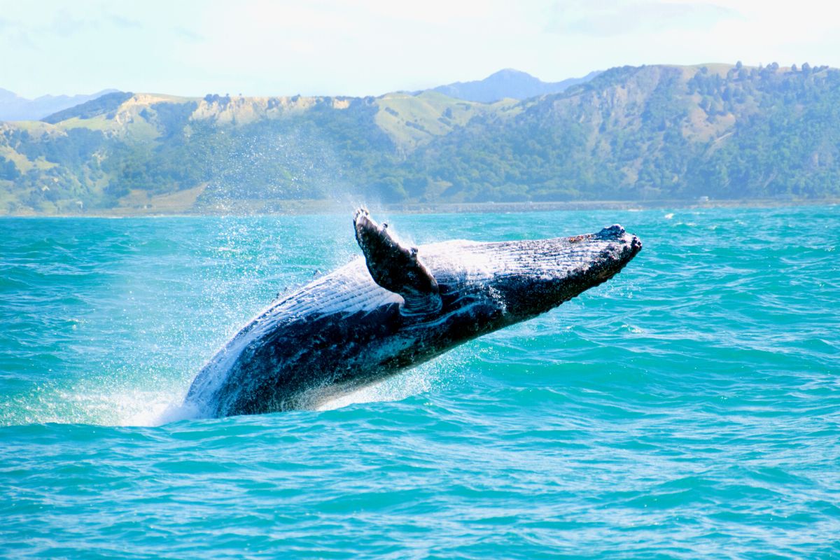 whale watching in Big Island