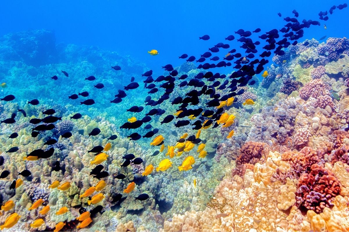 Ahihi-Kinau Reserve, Maui