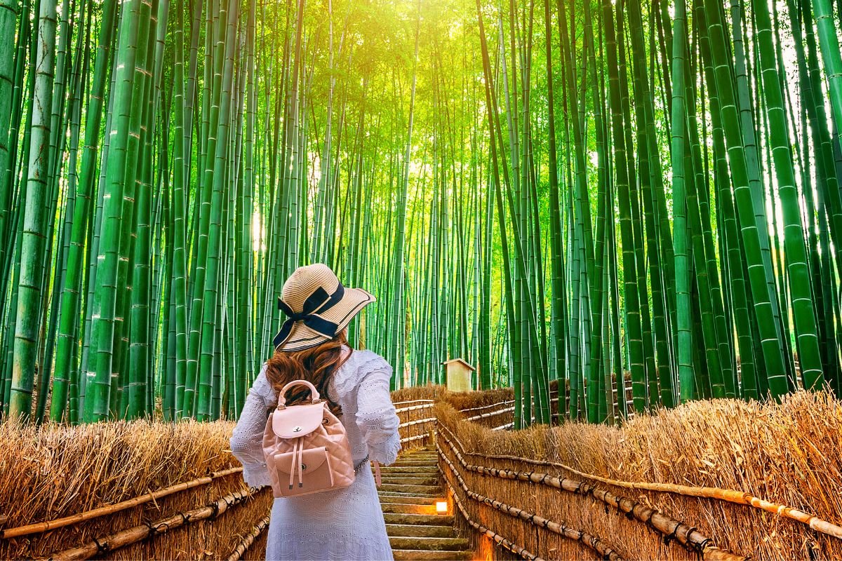 Туристы в бамбуковой роще