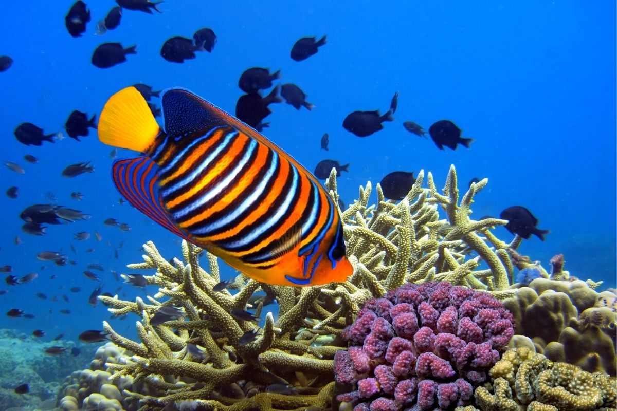 Coral Gardens, Maui