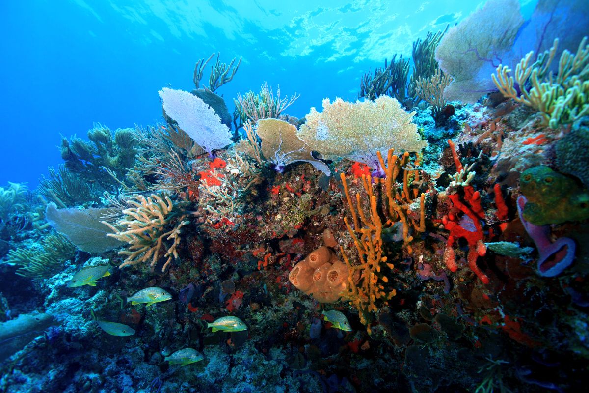 El Cabezo Reef, Isla Mujeres