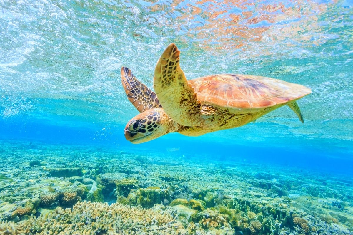 Honokeana Bay, Maui