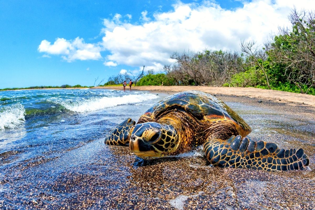 Kaloko-Honokōhau National Historical Park, Big Island