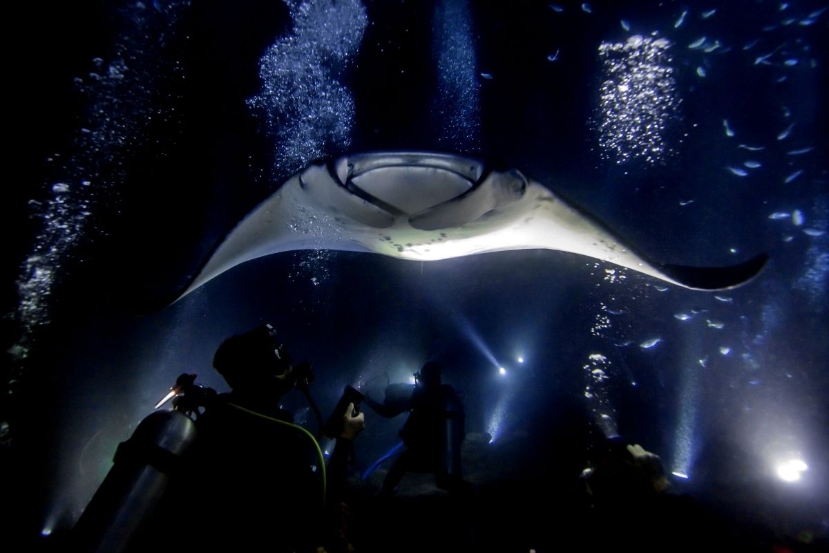 Manta Heaven, Big Island