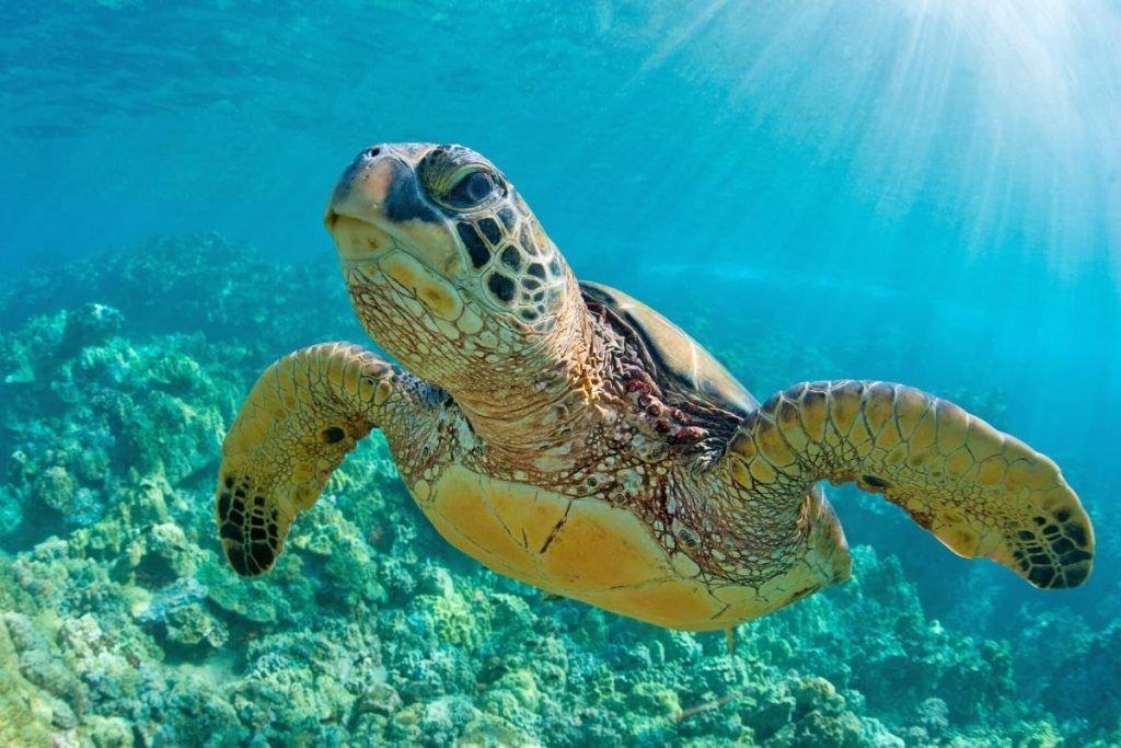 30 Best Snorkeling Spots in Maui, Hawaii (with Map) - TourScanner