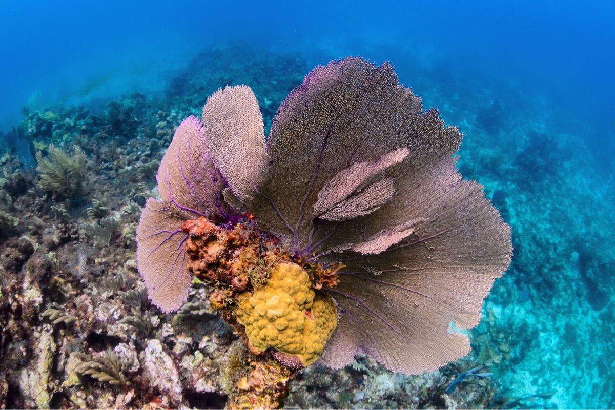 Radio Pirata Reef, Puerto Morelos