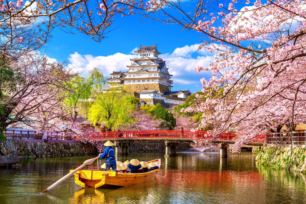 cherry blossoms in Osaka