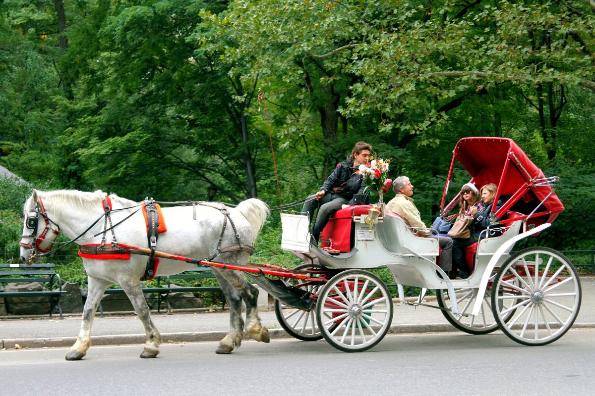 horse carriage rides in New York City