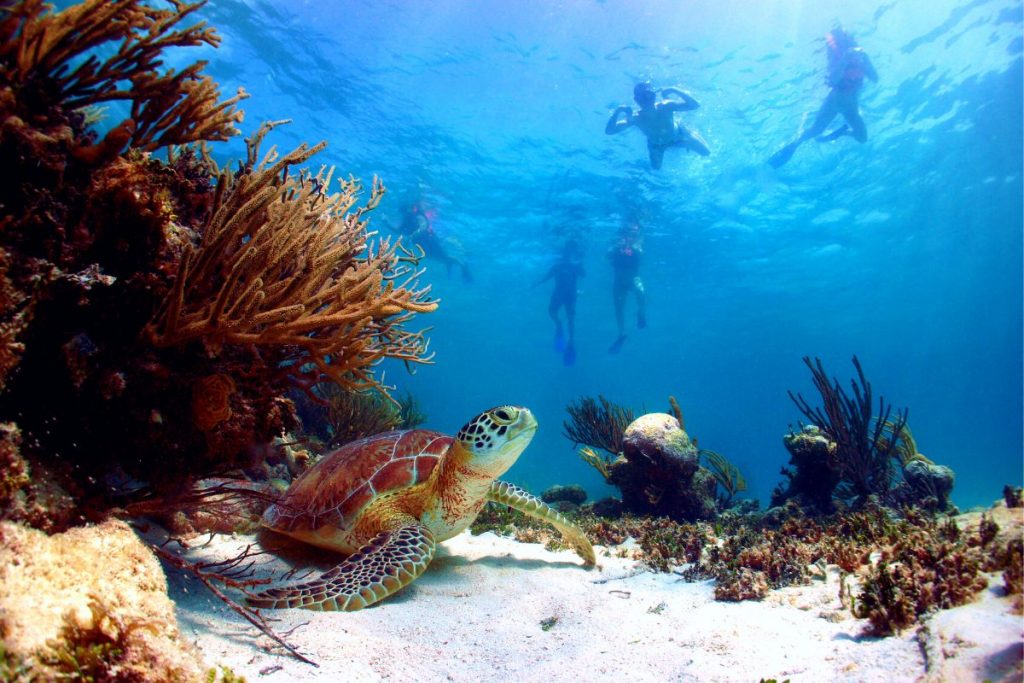 best snorkeling in cancun