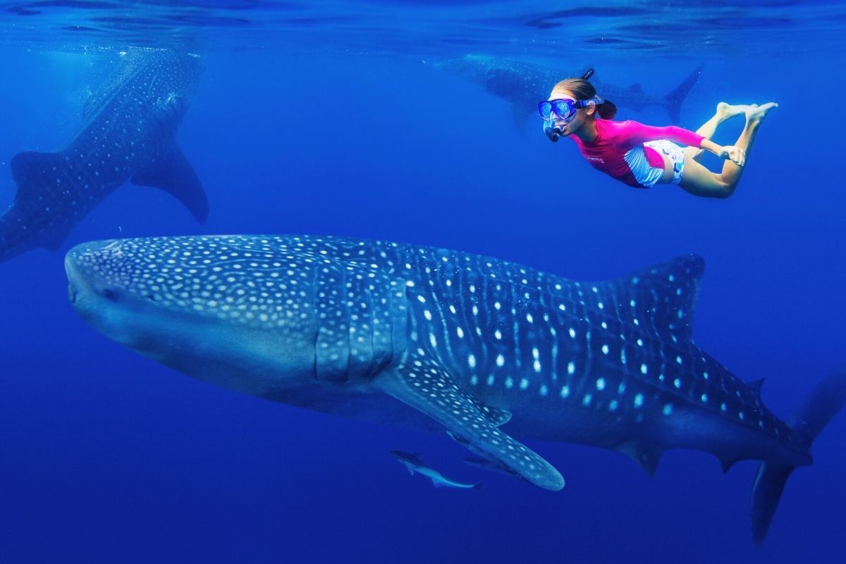 whale shark swimming near Cancun
