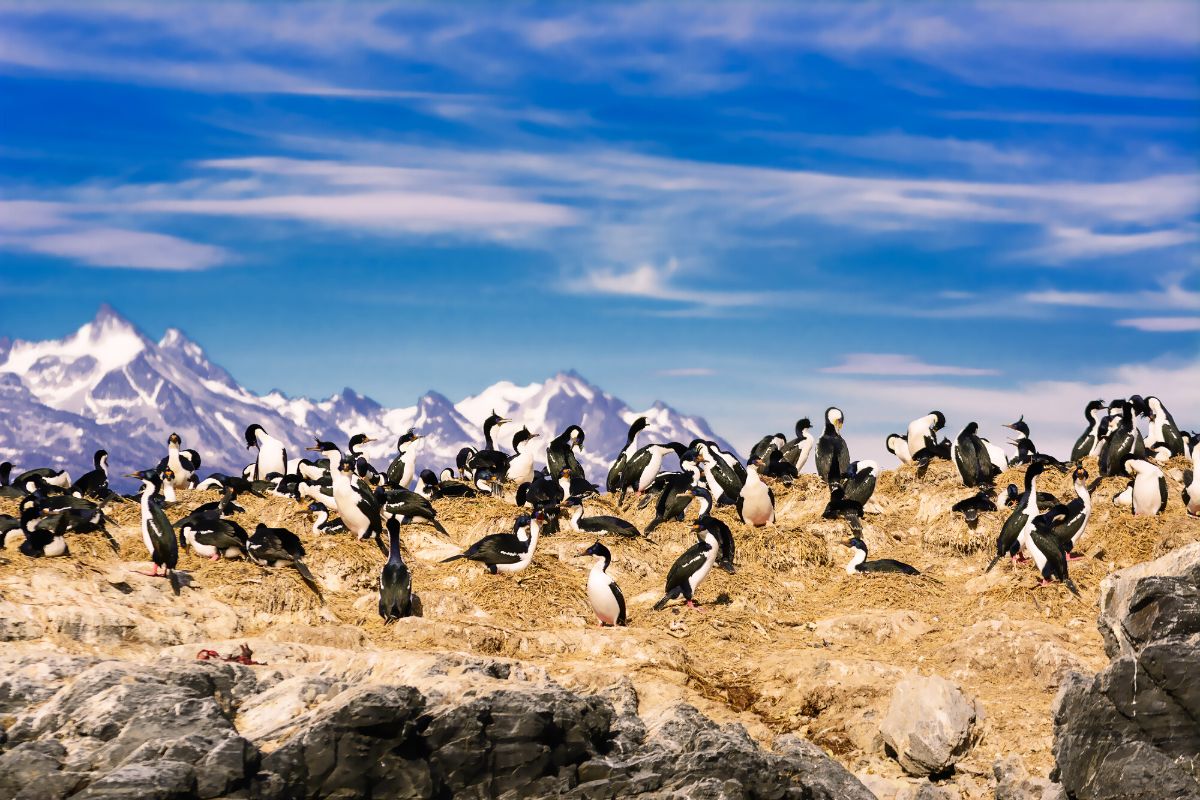 Isla de Los Pajaros, Ushuaia