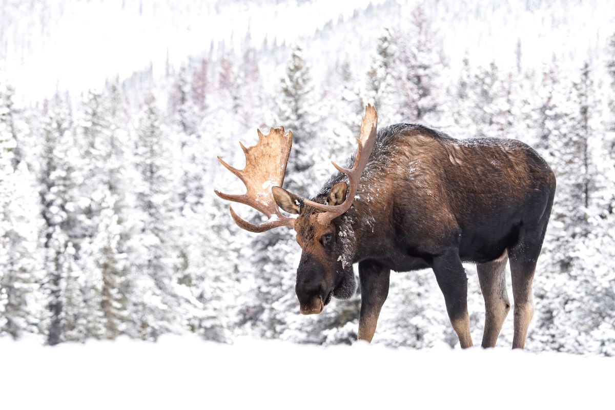 Moose Spotting, Kiruna