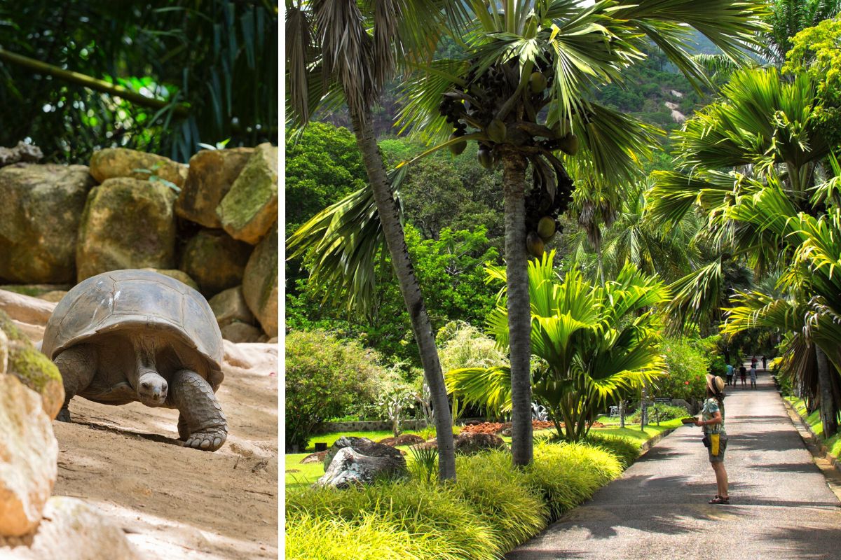 Victoria Botanical Gardens, Seychelles